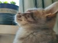 神馬seo快速排名軟件是什么